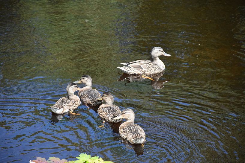 A family of ducks on the pond by Claude Laprise