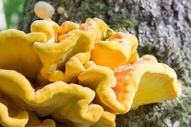 Zwavelzwam of "Chicken in the wood" paddestoel