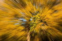 Autumn hem