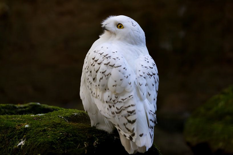 Snowy-Owl, Bubo scandiacus by Gert Hilbink