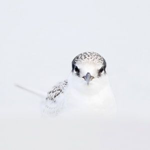 Australian Fairy Tern, Sternula nereis