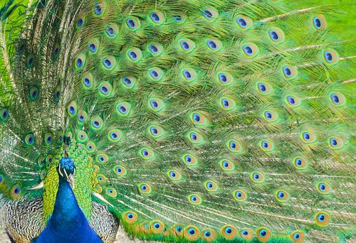 Zo trots als een pauw