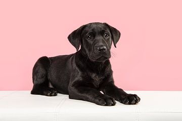 Zwarte labrador retriever pup liggend op een witte bank tegen een roze achtergrond van Elles Rijsdijk