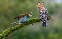Unieke foto van Bijeneter en Hop