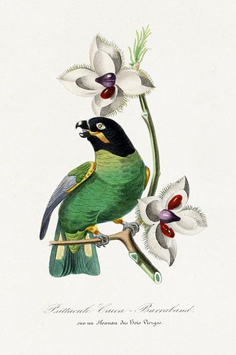Paul Gervais - Rose ringed parakeet bird