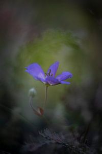 Violette Blume, niedrige Taste von Jacqueline de Groot