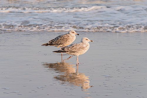 Das Meer als Spiegel: Zwei Möwen in der Stille von Marjolijn van den Berg