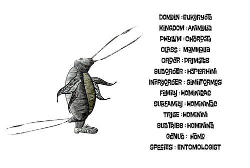 Taxonomie der Entomologen