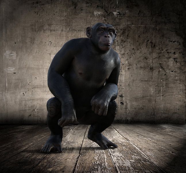 Le_Chimpanzee_HMS par HMS