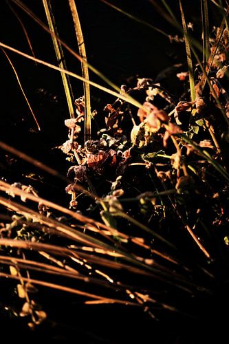 Holländischer Morgenfrost von Lonneke te Kloese