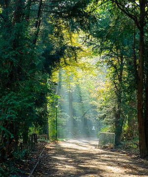 Licht! van Els Hattink