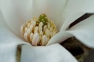 Magnolia 3 van José Verstegen thumbnail