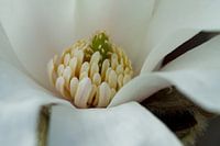 Magnolia 3