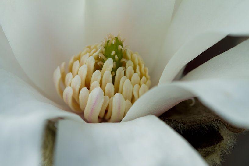 Magnolia 3 von José Verstegen