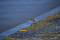 Small bird on the coast