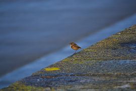 Small bird on the coast by Lizet Wesselman