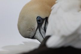 Nahaufnahme Jan van Gent von De_Taal_Fotograaf