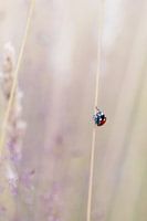 Ladybug