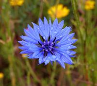 Korenbloem