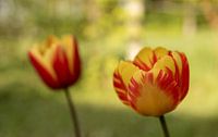 Two beautiful tulips among the spring greenery