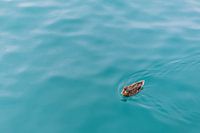 Canard dans l'eau