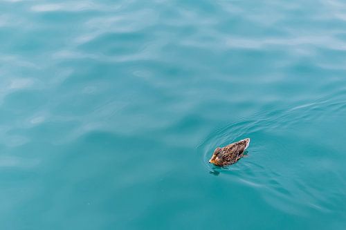 Canard dans l'eau sur Natalie Hogerhuis