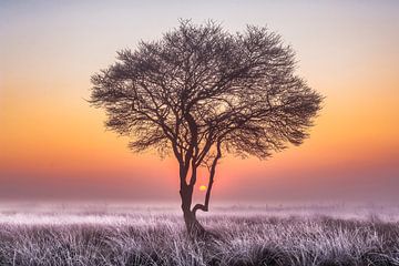 winterse zonsopkomst in het Wierdense veld