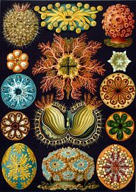 Ascidian, Ernst Haeckel