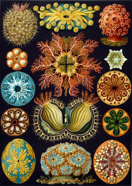 Ascidian, Ernst Haeckel par Des maîtres magistraux