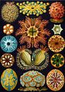 Ascidian, Ernst Haeckel par Des maîtres magistraux Aperçu