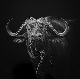 African Buffalo - square by Jack Soffers