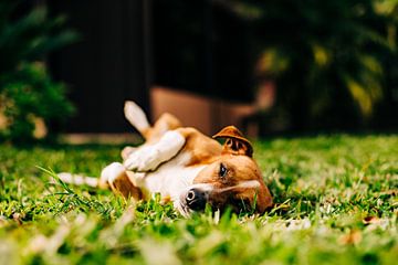 Costa Rica - Un chien au soleil sur Jordy Brada