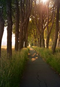 Allée d'arbres avec le soleil du soir