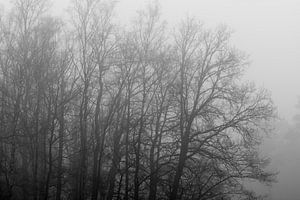 Grijze boomcontouren in de mist