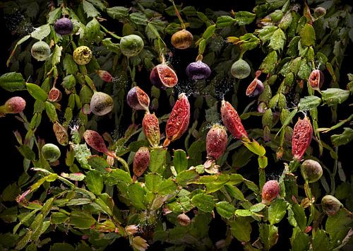 Opuntia ficus