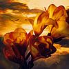 A Freesia in sunset by Helga Blanke