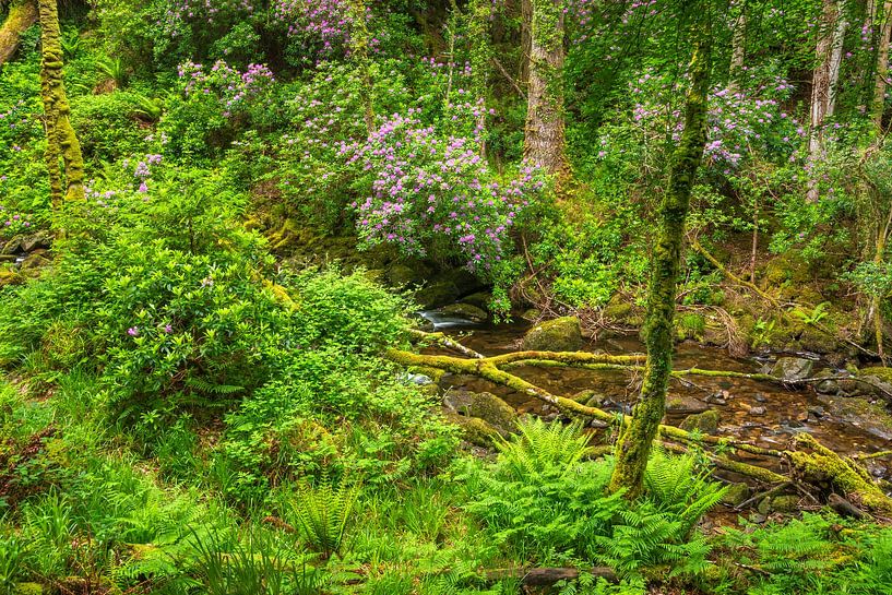 Small stream in an enchanted spring forest by Daniela Beyer