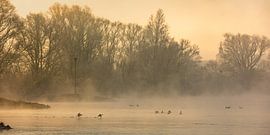 IJssel près de Wilsum dans le brouillard