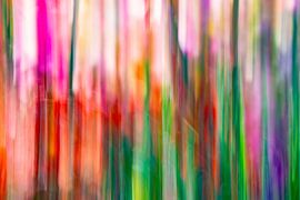 Gladiolen in Wimmenum. von Duinstee Gallery