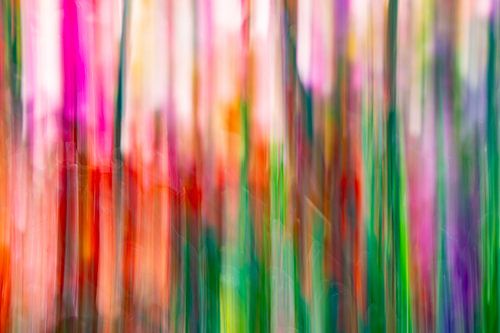 Des glaïeuls à Wimmenum. sur Duinstee Gallery