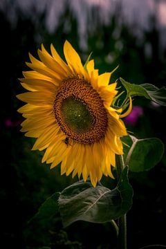 Een bij in een mooie zonnebloem van Jaimy Leemburg Fotografie