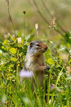 Ground squirrel at Logan Pass, Glacier National Park, Going-to-the-sun road, Montana, USA by Jeroen van Deel
