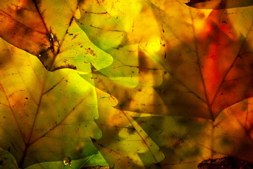 Herfstbladeren 9 van Henk Leijen
