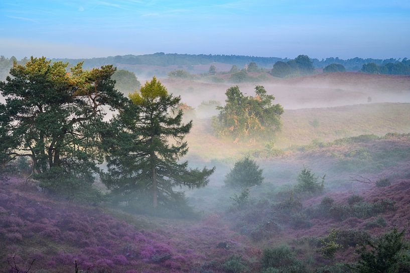 Fog benches above the flowering heathland by Michel Knikker
