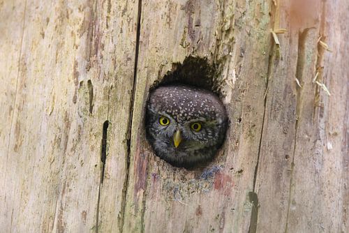 Dwerguil vrouwtje (Glaucidium passerinum) Zwabische Jura G