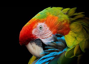 Farbenprächtiger Papagei von Angelika Beuck
