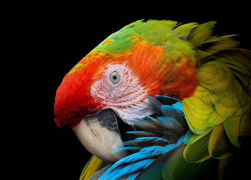 Un perroquet aux couleurs vives