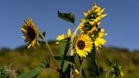 Zonnebloemen in Duitsland van Marjon Boerman thumbnail