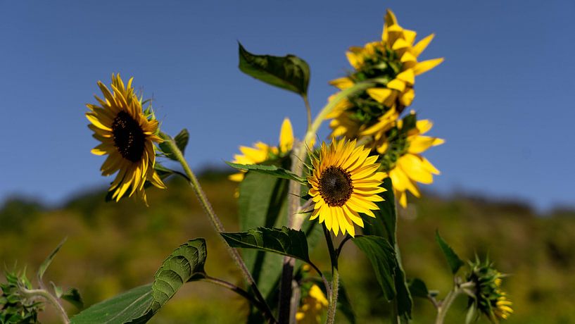 Sonnenblumen in Deutschland von Marjon Boerman