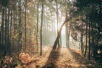 Sonnenaufgang auf dem Lutterzand | Goldenes Glühen im Wald